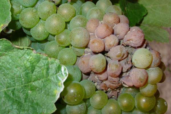 Botrytis Grapes